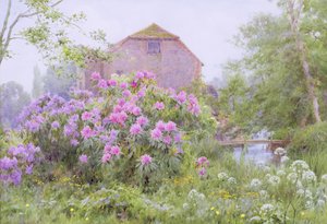 Rhododendrons près d