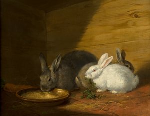 Lapins