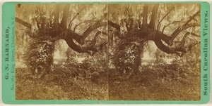 [Chênes vivants, cimetière de Magnolia] - George N. Barnard