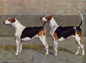 Les chiens de chasse de Puckeridge, Colonist et Cardinal - George Paice