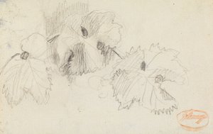Étude des feuilles 1 - George Romney