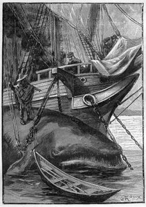 Roman de Jules Verne « Les histoires de Jean-Marie Cabidoulin » (1901), Collection Hetzel/Extraordinaires, illustration de George Roux. « Baleine amarrée au navire baleinier » - George Roux