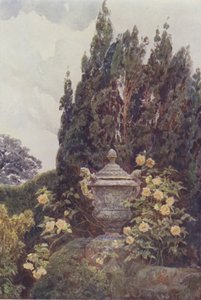 Gloire de Dijon, Penshurst - George Samuel Elgood