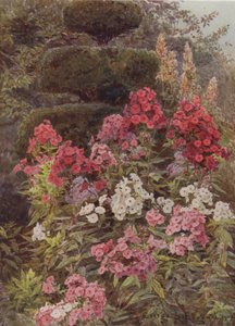 Phlox - George Samuel Elgood