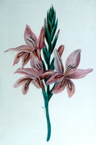Glaïeul, 19e siècle - George Sand