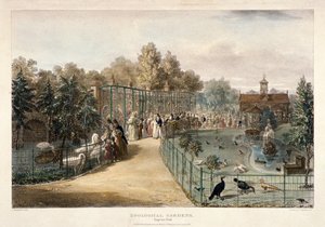 Jardins zoologiques, Regent