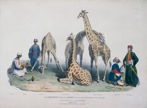 Jardins zoologiques, Regent