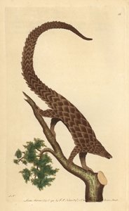 Pangolin à quatre doigts, Pangolin à longue queue ou Pangolin à ventre noir, de 