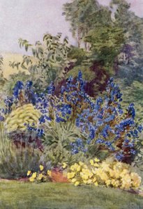 Anchusa Italica variété Dropmore, le Dropmore Alkanet, avec Clematis recta et Violas - George Soper