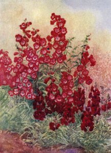 Pénstemons, Antirrhinums et Heuchera Brizoides