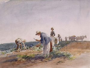 La récolte de navets