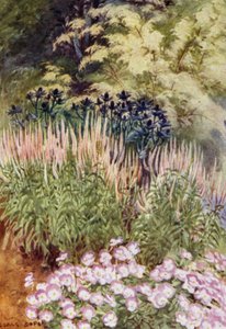 Veronica spicata rosea, avec Eryngiums et Violas