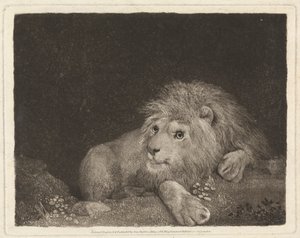 Un lion [Un lion couché] - George Stubbs