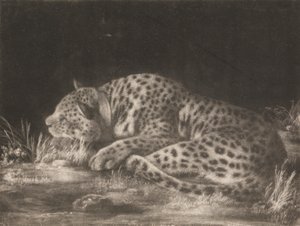 Un tigre (léopard endormi) - George Stubbs