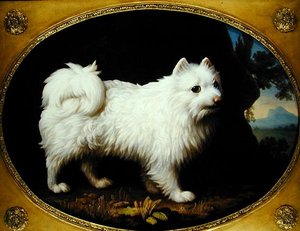 Un Spitz blanc, vers 1770