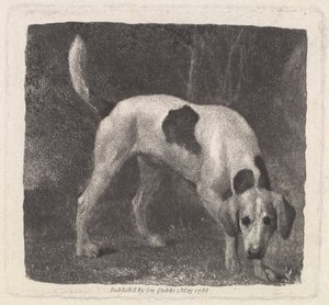 Chien [Un foxhound sur la piste] - George Stubbs