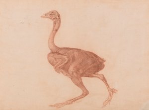 Poule de Dorking, vue latérale