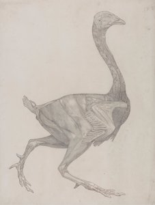 Corps de volaille, vue latérale (probablement préparé pour transfert sur la plaque pour gravure de la Table XV) - George Stubbs