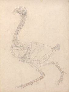 Corps de volaille, vue latérale (étude pour la figure clé du tableau XV)