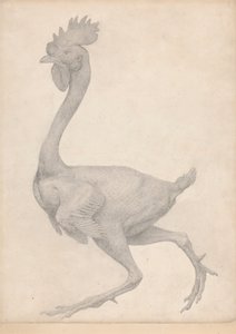 Volaille, vue latérale avec la plupart des plumes enlevées (Étude finie pour la Table X)