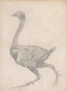 Oiseau, vue latérale, avec peau et couches fasciales sous-jacentes enlevées (étude finie pour la table XV) - George Stubbs