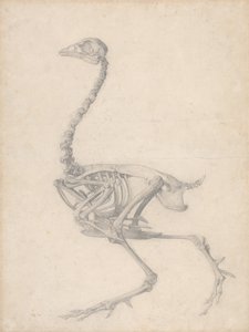 Squelette de volaille, vue latérale (étude finie pour la Table V) - George Stubbs