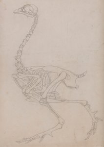 Squelette de volaille, vue latérale - George Stubbs