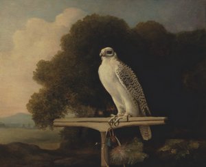 Faucon du Groenland, Faucon Gerfaut, 1780 - George Stubbs