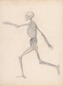 Figure humaine, vue latérale (étude finie pour une table non publiée, représentant le dernier stade de la dissection)