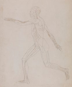 Figure humaine, vue latérale