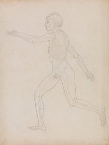 Figure humaine, vue latérale