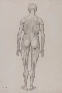 Figure humaine, vue postérieure (presque identique au dessin fini pour la table XII) - George Stubbs