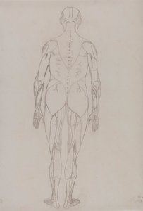 Figure humaine, vue postérieure (dessin au trait pour figure clé de la table XII) - George Stubbs