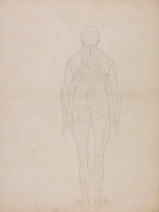 Figure humaine, vue postérieure