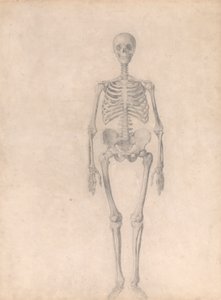 Squelette humain, vue antérieure (étude finie pour la table I) - George Stubbs