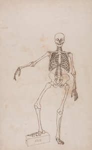 Squelette humain, vue antérieure - George Stubbs