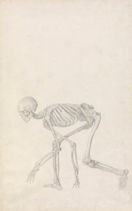 Squelette humain, vue latérale (en posture accroupie ; étude finie pour une table non publiée) - George Stubbs