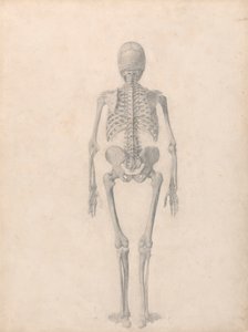 Squelette humain, vue postérieure (étude finie pour la table II) - George Stubbs