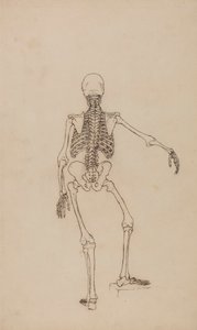 Squelette humain, vue postérieure - George Stubbs