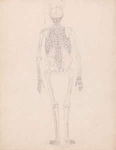 Squelette humain, vue postérieure - George Stubbs