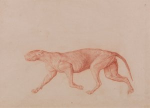 Corps de léopard, vue latérale (Première de cinq études d