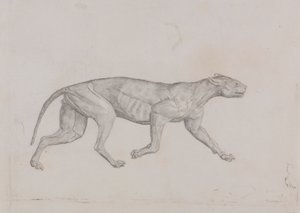 Corps de léopard, vue latérale - George Stubbs