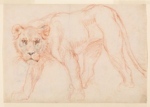 Lionne rôdant, recto - George Stubbs