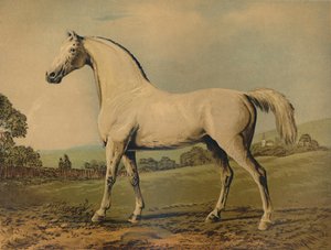 Mambrino. Élevé par Lord Grosvenor - George Stubbs