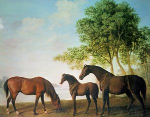 Juments Shafto et un poulain