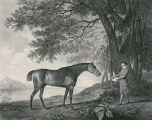 Sharke, gravé par George Townley Stubbs (1756-1815) pub. 1794 (eau-forte) - George Stubbs