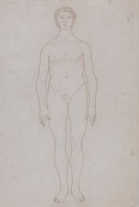 Étude de la figure humaine, vue antérieure (dessin au trait pour la table VI)