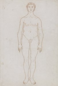 Étude de la figure humaine, vue antérieure, de 