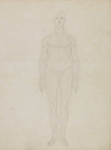 Étude de la figure humaine, vue antérieure, de 