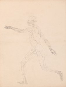 Étude de la figure humaine, vue latérale, diagramme pour clé de la table XIII, de A Comparative Anatomical Exposition of the Structure of the Human Body with that of a Tiger and a Common Fowl